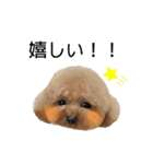 我が家のくまちゃん（プードル）（個別スタンプ：16）