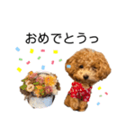 我が家のくまちゃん（プードル）（個別スタンプ：24）