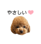 我が家のくまちゃん（プードル）（個別スタンプ：33）