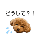 我が家のくまちゃん（プードル）（個別スタンプ：35）