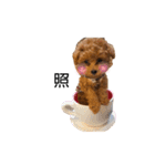 我が家のくまちゃん（プードル）（個別スタンプ：37）