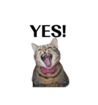 n.m.p（にこ・もこ・ぺこ）（個別スタンプ：1）