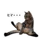 n.m.p（にこ・もこ・ぺこ）（個別スタンプ：3）