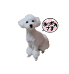 雪丸・雫・雪花╰( U ・ᴥ・)m2（個別スタンプ：3）