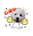雪丸・雫・雪花╰( U ・ᴥ・)m2（個別スタンプ：16）