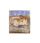 うちのみみちゃんです。（個別スタンプ：1）