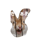 うちのみみちゃんです。（個別スタンプ：2）