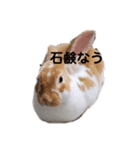 うちのみみちゃんです。（個別スタンプ：5）