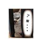 トリオにゃん（個別スタンプ：9）