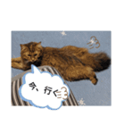 トリオにゃん（個別スタンプ：15）