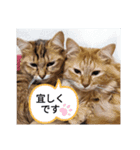トリオにゃん（個別スタンプ：16）