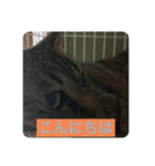 飼い猫ひなのスタンプ（個別スタンプ：3）
