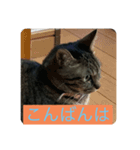 飼い猫ひなのスタンプ（個別スタンプ：4）