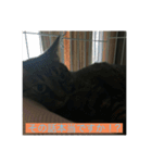 飼い猫ひなのスタンプ（個別スタンプ：6）