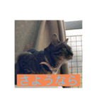 飼い猫ひなのスタンプ（個別スタンプ：7）