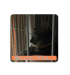飼い猫ひなのスタンプ（個別スタンプ：8）