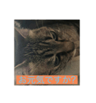 飼い猫ひなのスタンプ（個別スタンプ：9）