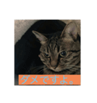 飼い猫ひなのスタンプ（個別スタンプ：10）