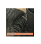 飼い猫ひなのスタンプ（個別スタンプ：11）