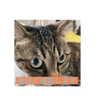 飼い猫ひなのスタンプ（個別スタンプ：12）