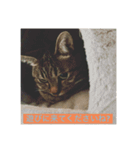 飼い猫ひなのスタンプ（個別スタンプ：13）