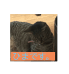 飼い猫ひなのスタンプ（個別スタンプ：14）