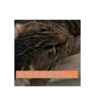 飼い猫ひなのスタンプ（個別スタンプ：15）