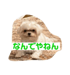 マルチーズみぃちゃん1歳（個別スタンプ：4）