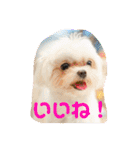 マルチーズみぃちゃん1歳（個別スタンプ：9）