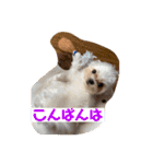 マルチーズみぃちゃん1歳（個別スタンプ：23）