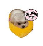 マルチーズみぃちゃん1歳（個別スタンプ：32）