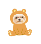マルチーズみぃちゃん1歳（個別スタンプ：33）