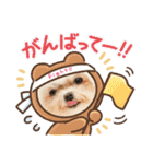 マルチーズみぃちゃん1歳（個別スタンプ：34）