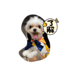 マルチーズみぃちゃん1歳（個別スタンプ：36）