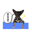 ましゅまろのすたんぷ（個別スタンプ：17）