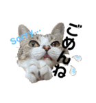 ましゅまろのすたんぷ（個別スタンプ：29）