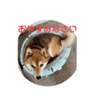 柴犬チョビのスタンプ（個別スタンプ：1）