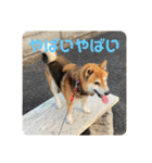 柴犬チョビのスタンプ（個別スタンプ：2）