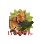柴犬チョビのスタンプ（個別スタンプ：3）