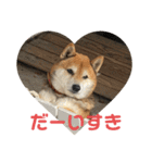 柴犬チョビのスタンプ（個別スタンプ：4）