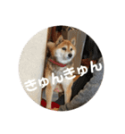 柴犬チョビのスタンプ（個別スタンプ：5）