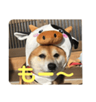 柴犬チョビのスタンプ（個別スタンプ：6）