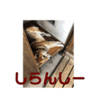 柴犬チョビのスタンプ（個別スタンプ：7）