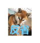 柴犬チョビのスタンプ（個別スタンプ：8）