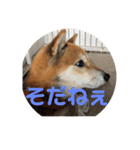柴犬チョビのスタンプ（個別スタンプ：9）