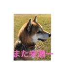 柴犬チョビのスタンプ（個別スタンプ：10）