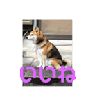 柴犬チョビのスタンプ（個別スタンプ：11）