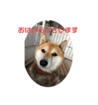 柴犬チョビのスタンプ（個別スタンプ：12）