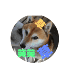 柴犬チョビのスタンプ（個別スタンプ：14）