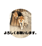 柴犬チョビのスタンプ（個別スタンプ：15）